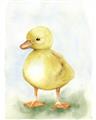 Picture of Farm Duck _GroupedProduct_Rectangle_Portrait_Mini_ _GroupedProduct_Rectangle_Portrait_Unframed_Print_Only_