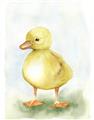 Picture of Farm Duck _GroupedProduct_Rectangle_Portrait_Mini_ _GroupedProduct_Rectangle_Portrait_Unframed_Print_Only_
