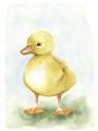 Picture of Farm Duck _GroupedProduct_Rectangle_Portrait_Mini_ _GroupedProduct_Rectangle_Portrait_Unframed_Print_Only_