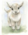 Picture of Farm Lamb _GroupedProduct_Rectangle_Portrait_Mini_ _GroupedProduct_Rectangle_Portrait_Unframed_Print_Only_