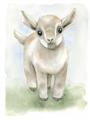 Picture of Farm Lamb _GroupedProduct_Rectangle_Portrait_Mini_ _GroupedProduct_Rectangle_Portrait_Unframed_Print_Only_