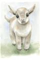 Picture of Farm Lamb _GroupedProduct_Rectangle_Portrait_Mini_ _GroupedProduct_Rectangle_Portrait_Unframed_Print_Only_