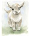 Picture of Farm Lamb _GroupedProduct_Rectangle_Portrait_Mini_ _GroupedProduct_Rectangle_Portrait_Unframed_Print_Only_