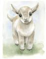Picture of Farm Lamb _GroupedProduct_Rectangle_Portrait_Mini_ _GroupedProduct_Rectangle_Portrait_Unframed_Print_Only_