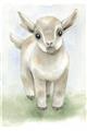 Picture of Farm Lamb _GroupedProduct_Rectangle_Portrait_Mini_ _GroupedProduct_Rectangle_Portrait_Unframed_Print_Only_