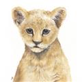 Picture of Lion Babe _GroupedProduct_Square_Mini_ _GroupedProduct_Square_Unframed_Print_Only_