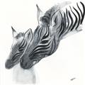 Picture of Mom and baby Zebra _GroupedProduct_Square_Mini_ _GroupedProduct_Square_Unframed_Print_Only_