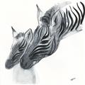 Picture of Mom and baby Zebra _GroupedProduct_Square_Mini_ _GroupedProduct_Square_Unframed_Print_Only_