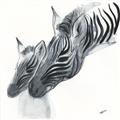 Picture of Mom and baby Zebra _GroupedProduct_Square_Mini_ _GroupedProduct_Square_Unframed_Print_Only_