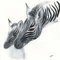 Picture of Mom and baby Zebra _GroupedProduct_Square_Mini_ _GroupedProduct_Square_Unframed_Print_Only_
