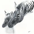 Picture of Mom and baby Zebra _GroupedProduct_Square_Mini_ _GroupedProduct_Square_Unframed_Print_Only_