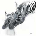 Picture of Mom and baby Zebra _GroupedProduct_Square_Mini_ _GroupedProduct_Square_Unframed_Print_Only_
