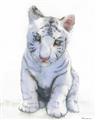 Picture of White Tiger Cub _GroupedProduct_Rectangle_Portrait_Mini_ _GroupedProduct_Rectangle_Portrait_Unframed_Print_Only_