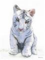 Picture of White Tiger Cub _GroupedProduct_Rectangle_Portrait_Mini_ _GroupedProduct_Rectangle_Portrait_Unframed_Print_Only_
