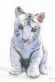 Picture of White Tiger Cub _GroupedProduct_Rectangle_Portrait_Mini_ _GroupedProduct_Rectangle_Portrait_Unframed_Print_Only_