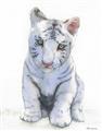Picture of White Tiger Cub _GroupedProduct_Rectangle_Portrait_Mini_ _GroupedProduct_Rectangle_Portrait_Unframed_Print_Only_