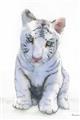 Picture of White Tiger Cub _GroupedProduct_Rectangle_Portrait_Mini_ _GroupedProduct_Rectangle_Portrait_Unframed_Print_Only_