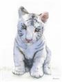 Picture of White Tiger Cub _GroupedProduct_Rectangle_Portrait_Mini_ _GroupedProduct_Rectangle_Portrait_Unframed_Print_Only_
