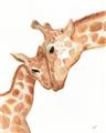 Picture of Mom and baby Giraffe _GroupedProduct_Rectangle_Portrait_Mini_ _GroupedProduct_Rectangle_Portrait_Unframed_Print_Only_