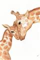 Picture of Mom and baby Giraffe _GroupedProduct_Rectangle_Portrait_Mini_ _GroupedProduct_Rectangle_Portrait_Unframed_Print_Only_
