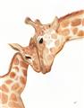 Picture of Mom and baby Giraffe _GroupedProduct_Rectangle_Portrait_Mini_ _GroupedProduct_Rectangle_Portrait_Unframed_Print_Only_