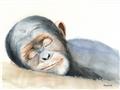 Picture of Sleeping Monkey _GroupedProduct_Rectangle_Landscape_Mini_ _GroupedProduct_Rectangle_Landscape_Unframed_Print_Only_