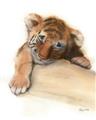 Picture of Sleeping Tiger _GroupedProduct_Rectangle_Portrait_Mini_ _GroupedProduct_Rectangle_Portrait_Unframed_Print_Only_