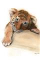 Picture of Sleeping Tiger _GroupedProduct_Rectangle_Portrait_Mini_ _GroupedProduct_Rectangle_Portrait_Unframed_Print_Only_