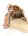 Picture of Sleeping Tiger _GroupedProduct_Rectangle_Portrait_Mini_ _GroupedProduct_Rectangle_Portrait_Unframed_Print_Only_