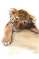 Picture of Sleeping Tiger _GroupedProduct_Rectangle_Portrait_Mini_ _GroupedProduct_Rectangle_Portrait_Unframed_Print_Only_