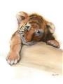 Picture of Sleeping Tiger _GroupedProduct_Rectangle_Portrait_Mini_ _GroupedProduct_Rectangle_Portrait_Unframed_Print_Only_
