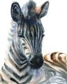 Picture of Sleeping Zebra _GroupedProduct_Rectangle_Portrait_Mini_ _GroupedProduct_Rectangle_Portrait_Unframed_Print_Only_