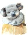 Picture of Sleeping Koala II  _GroupedProduct_Rectangle_Portrait_Mini_ _GroupedProduct_Rectangle_Portrait_Unframed_Print_Only_