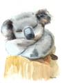 Picture of Sleeping Koala II  _GroupedProduct_Rectangle_Portrait_Mini_ _GroupedProduct_Rectangle_Portrait_Unframed_Print_Only_