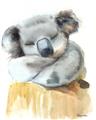 Picture of Sleeping Koala II  _GroupedProduct_Rectangle_Portrait_Mini_ _GroupedProduct_Rectangle_Portrait_Unframed_Print_Only_