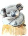Picture of Sleeping Koala II  _GroupedProduct_Rectangle_Portrait_Mini_ _GroupedProduct_Rectangle_Portrait_Unframed_Print_Only_