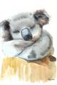 Picture of Sleeping Koala II  _GroupedProduct_Rectangle_Portrait_Mini_ _GroupedProduct_Rectangle_Portrait_Unframed_Print_Only_