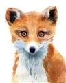 Picture of Foxy Fox _GroupedProduct_Rectangle_Portrait_Mini_ _GroupedProduct_Rectangle_Portrait_Unframed_Print_Only_