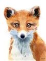 Picture of Foxy Fox _GroupedProduct_Rectangle_Portrait_Mini_ _GroupedProduct_Rectangle_Portrait_Unframed_Print_Only_