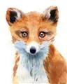 Picture of Foxy Fox _GroupedProduct_Rectangle_Portrait_Mini_ _GroupedProduct_Rectangle_Portrait_Unframed_Print_Only_
