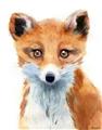Picture of Foxy Fox _GroupedProduct_Rectangle_Portrait_Mini_ _GroupedProduct_Rectangle_Portrait_Unframed_Print_Only_