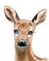 Picture of Deery _GroupedProduct_Rectangle_Portrait_Mini_ _GroupedProduct_Rectangle_Portrait_Unframed_Print_Only_