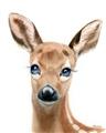 Picture of Deery _GroupedProduct_Rectangle_Portrait_Mini_ _GroupedProduct_Rectangle_Portrait_Unframed_Print_Only_