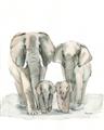 Picture of Elephant Family _GroupedProduct_Rectangle_Portrait_Mini_ _GroupedProduct_Rectangle_Portrait_Unframed_Print_Only_