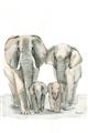 Picture of Elephant Family _GroupedProduct_Rectangle_Portrait_Mini_ _GroupedProduct_Rectangle_Portrait_Unframed_Print_Only_