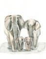 Picture of Elephant Family _GroupedProduct_Rectangle_Portrait_Mini_ _GroupedProduct_Rectangle_Portrait_Unframed_Print_Only_
