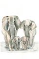 Picture of Elephant Family _GroupedProduct_Rectangle_Portrait_Mini_ _GroupedProduct_Rectangle_Portrait_Unframed_Print_Only_