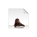 Picture of Singular Bear _GroupedProduct_Square_Mini_ _GroupedProduct_Square_Unframed_Print_Only_