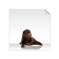 Picture of Singular Bear _GroupedProduct_Square_Mini_ _GroupedProduct_Square_Unframed_Print_Only_