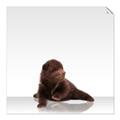 Picture of Singular Bear _GroupedProduct_Square_Mini_ _GroupedProduct_Square_Unframed_Print_Only_